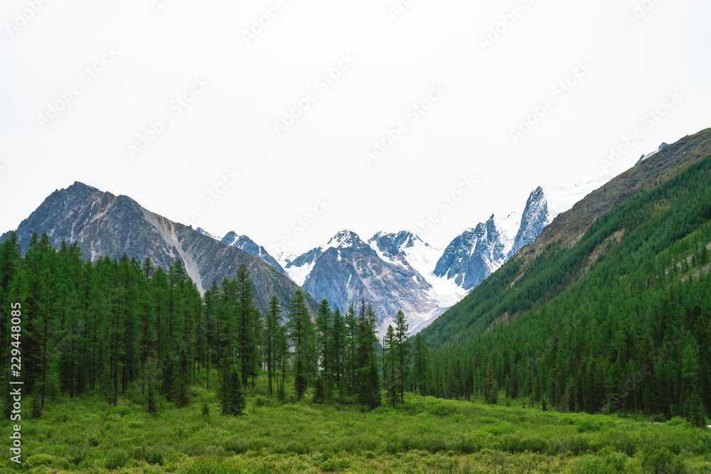 Snowy mountain top behind hill with forest under cloudy sky. Rocky ridge in overcast weather. White snow on glacier. Atmospheric landscape of majestic nature.