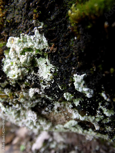 moss