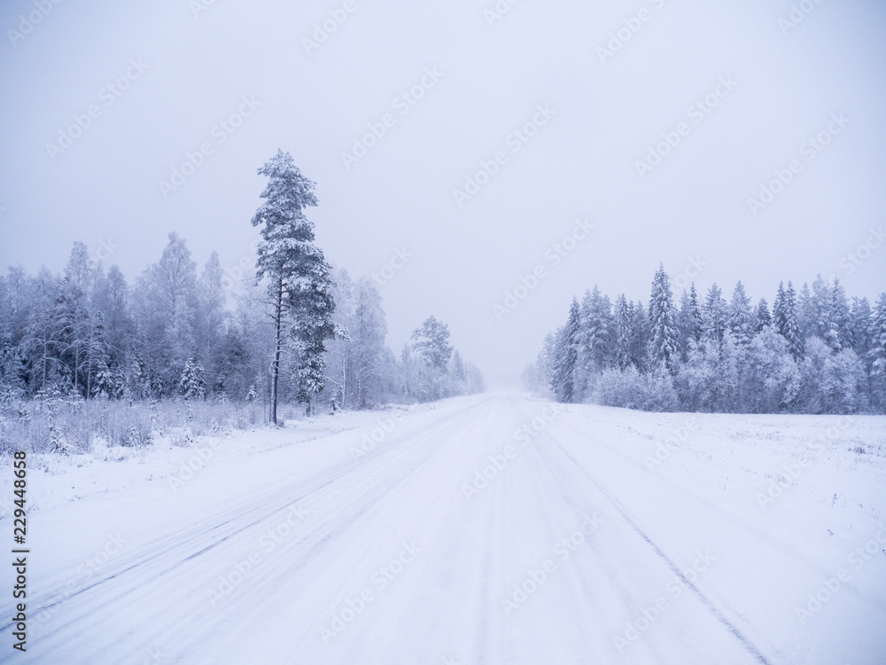Winter forest in swedish lapland Winter forest in swedish lapland