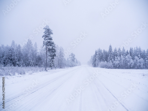 Winter forest in swedish lapland © Tamara Sushko