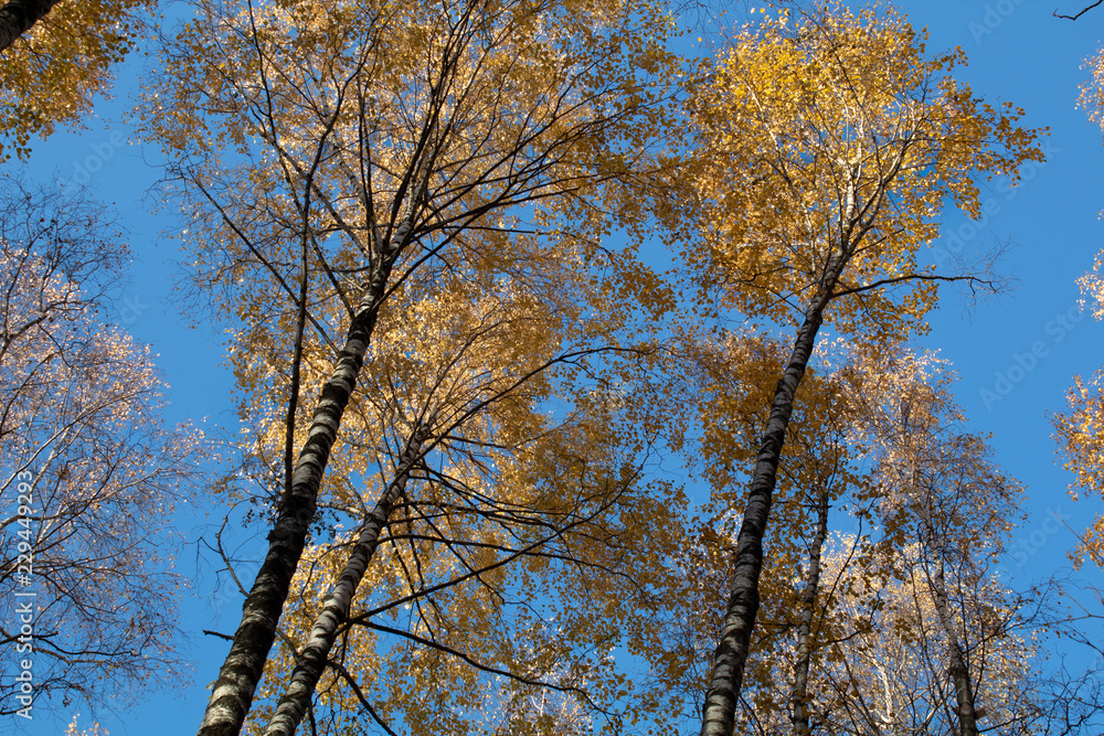 birch in autumn