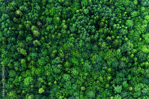 Top view of the area green forest. Nature texture