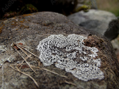 moss