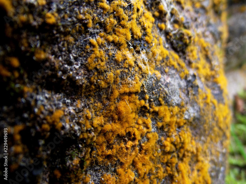 moss