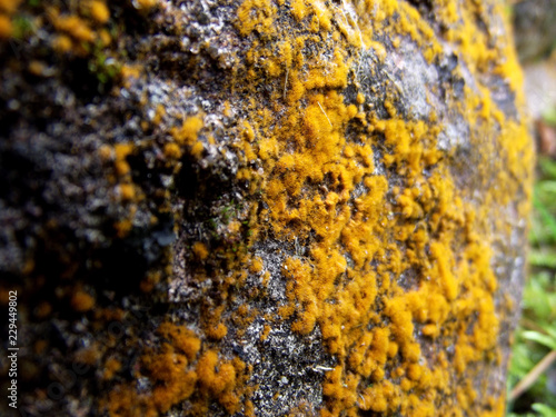 moss