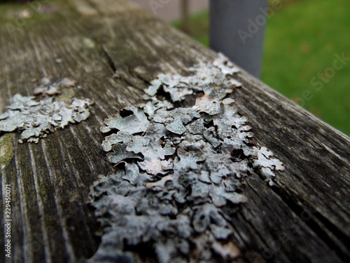 moss