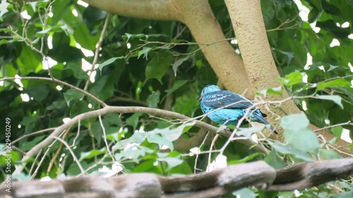 Medium shot of beautiful blue male spangled cotinga (Cotinga cayana) photo