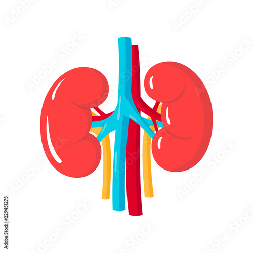 Healthy kidneys vector