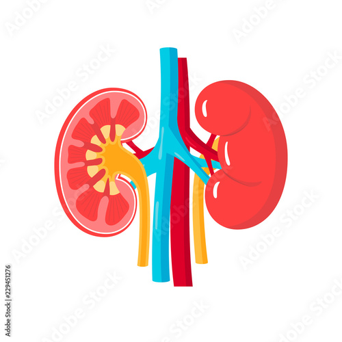 Healthy kidneys vector