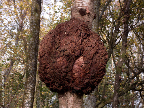 large burl on silver birch 