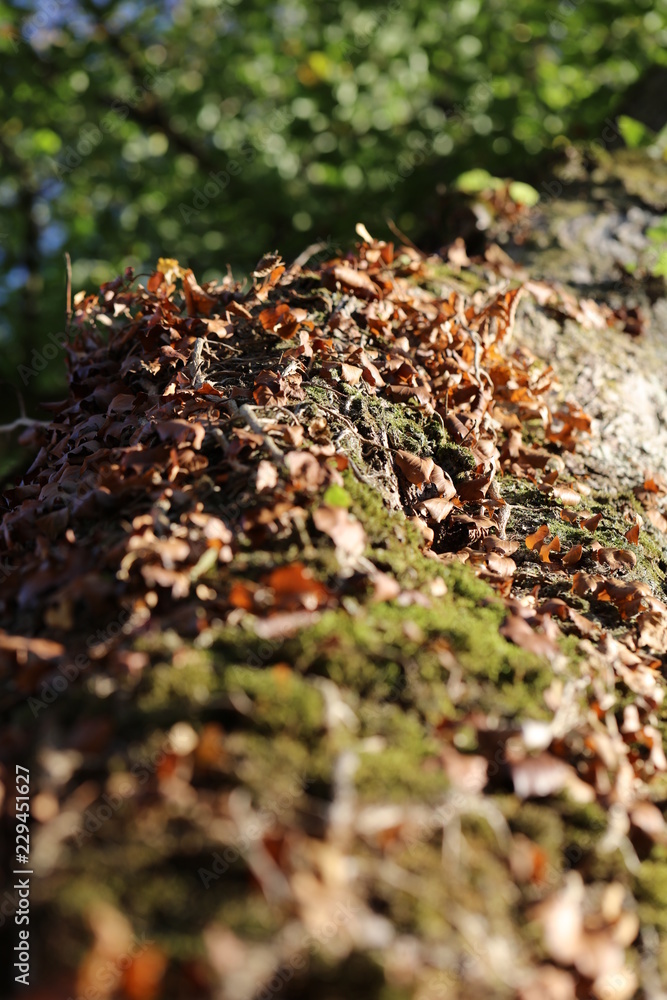 Brown ivy on tree trun in autumn Brown ivy on tree trun in autumn