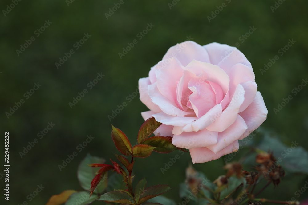 Pink rose in green bush