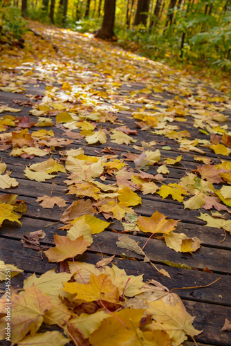 Leaves on wooden path