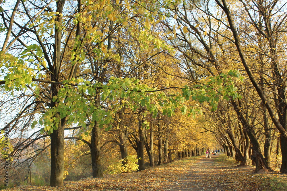 paths in autumn Park