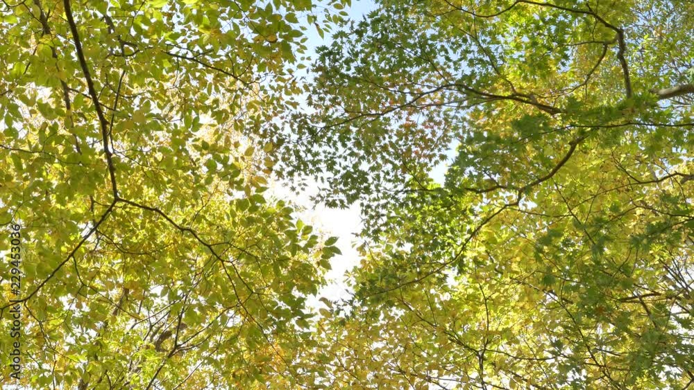 autumn in the forest autumn in the forest
