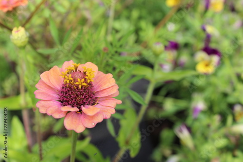 pink cosmos flower in garden
