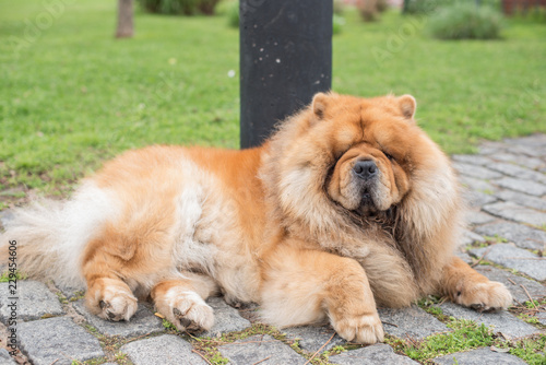 Chow Chow adult dog laying in the streets of Buenos Aires, Argentina.