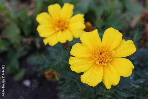 yellow flowers in the garden