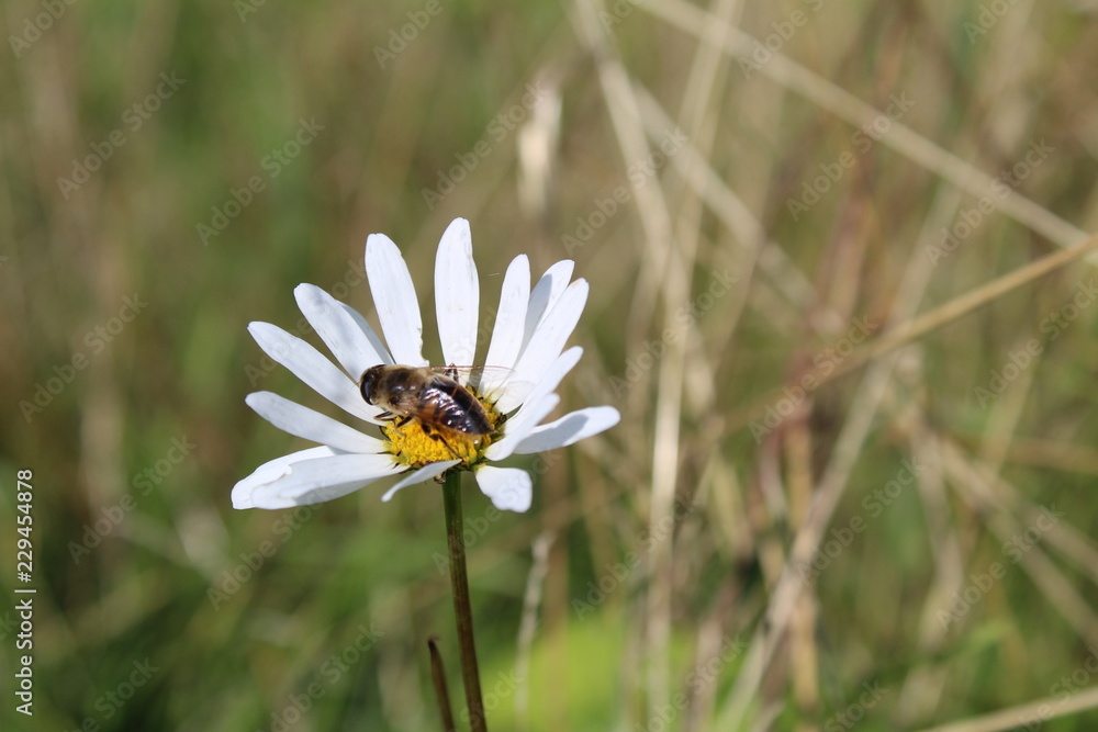 bee collects nectar from the flower bee collects nectar from the flower