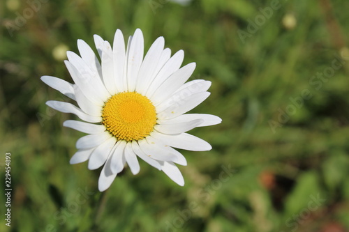 daisy in green grass