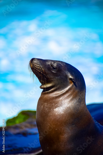 Seal on a rock at La Jolla Cove in La Jolla  California