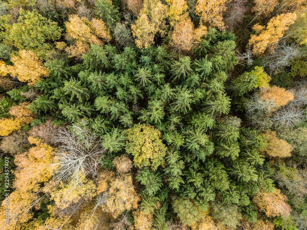 drone image. aerial view of rural area in autumn with yellow and red colored trees from above drone image. aerial view of rural area in autumn with yellow and red colored trees from above