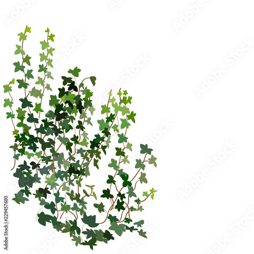 climbing wall of ivy. vector illustration on white background. banner and web background.  