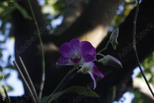 Pink orchid with tree as background in a sunny day and clear sky