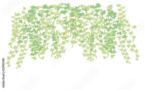 climbing wall of ivy. vector illustration on white background. banner and web background.  