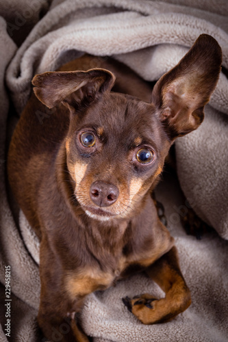 Pinscher dog laying on a blanket