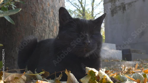 Paris,France-October 19,2018: A black cat resting at Montmartre cemetery in Paris, France