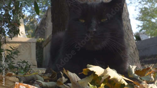 Paris,France-October 19,2018: A black cat resting at Montmartre cemetery in Paris, France