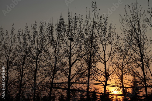 sunset in forest