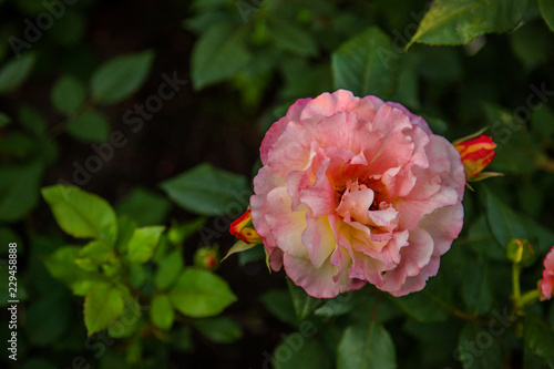 Pink and white peonies on a pink background. Pink peonies.