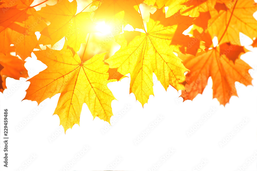 Obraz premium Goldener Herbst auf weissem Hintergrund
