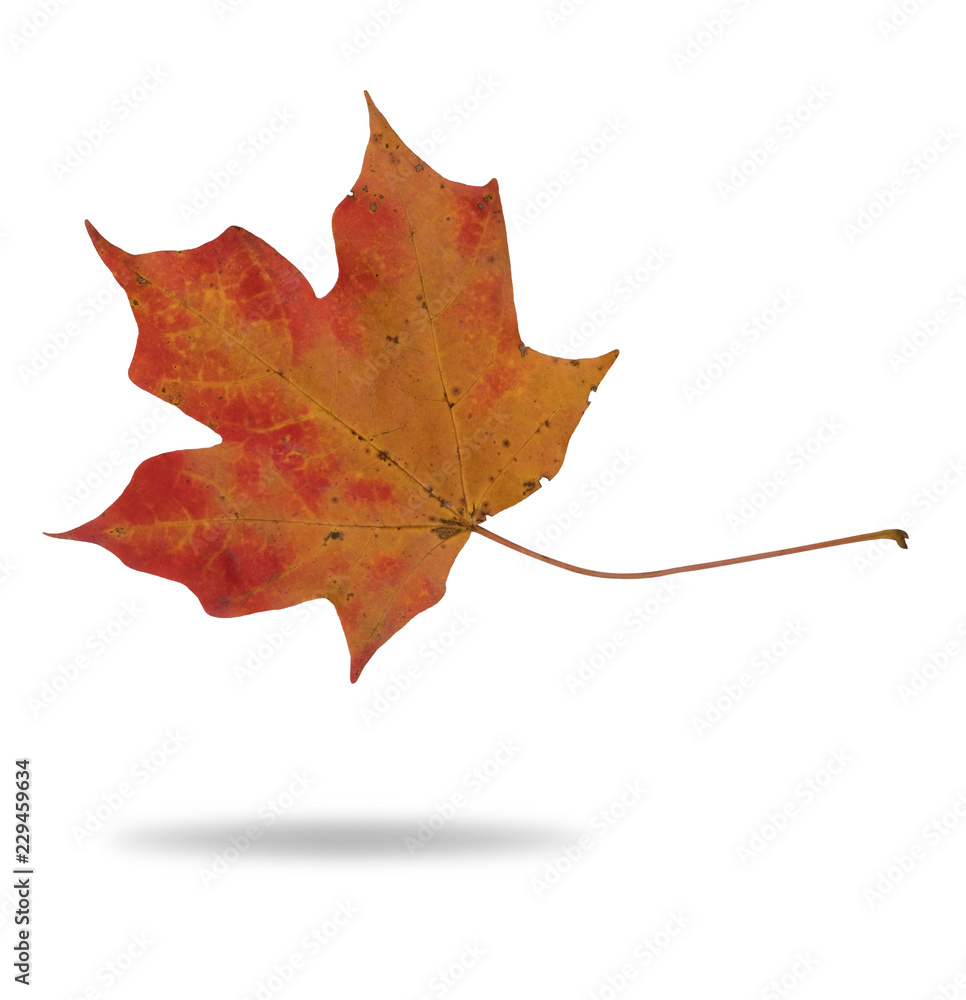 Fototapeta premium AUTUMN RED ORANGE MAPLE LEAF ISOLATED ON WHITE BACKGROUND WITH SHADOW (with clipping path)