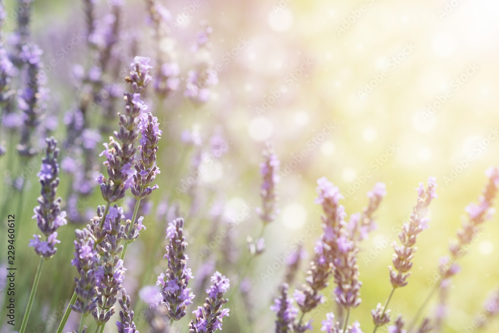 Naklejka premium LAVENDER FLOWER IN SUMMER TIME WITH BEAUTIFUL BOKEH LIGHT