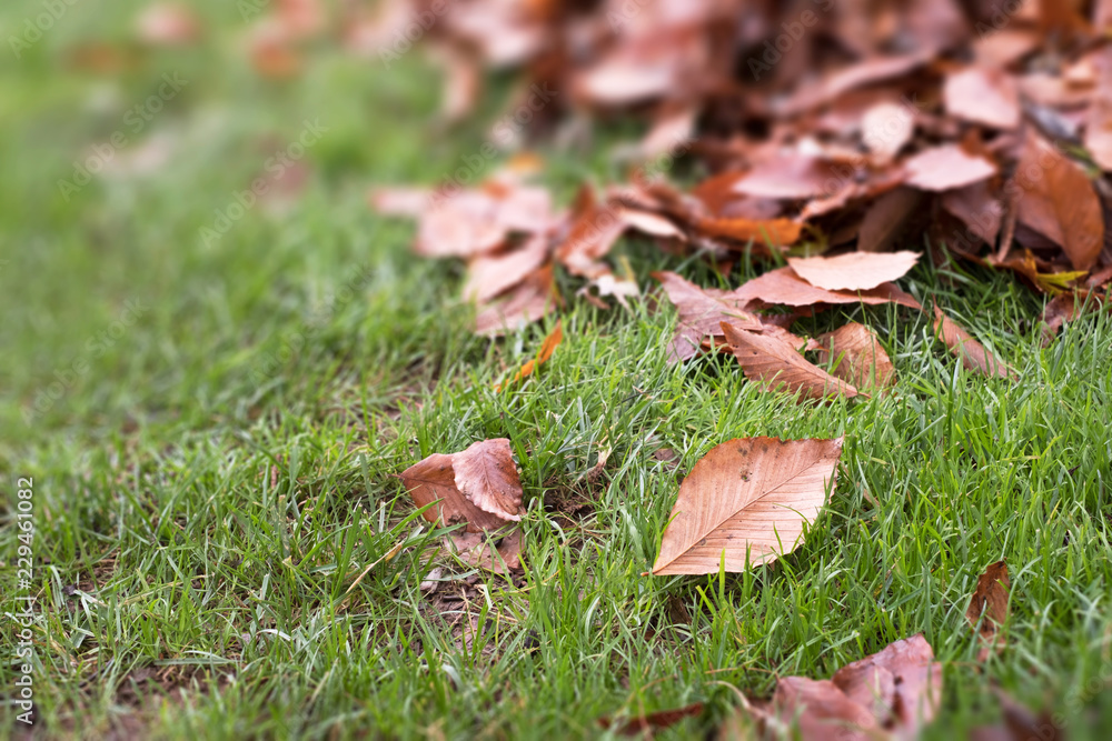 PILE OF AUTUMN LEAVES ON LAWN GRASS PILE OF AUTUMN LEAVES ON LAWN GRASS