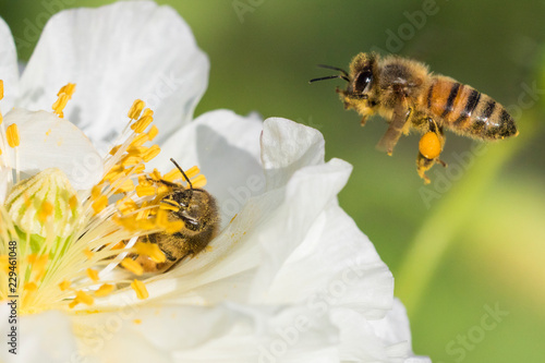honey bee in poppy flower © Mircea Costina