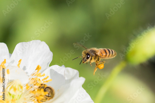honey bee in poppy flower