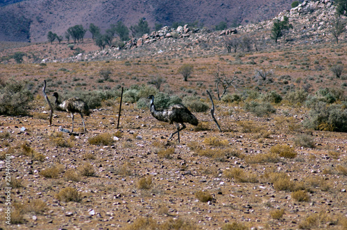 Emus seen on the Moralana Scenic Drive, Flinders' Ranges, SA, Australia photo