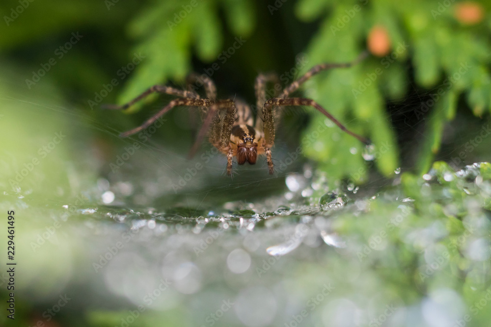 Funnel Weaver Spider in dew