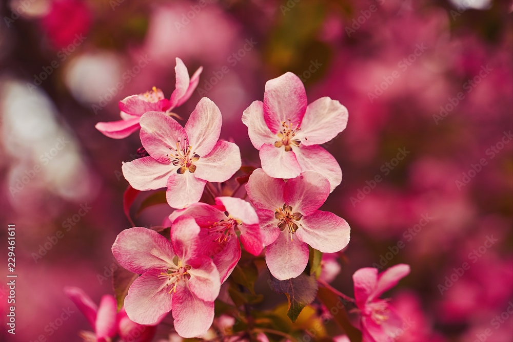 Photo of apple blossom. Spring, sunshine, happiness Photo of apple blossom. Spring, sunshine, happiness