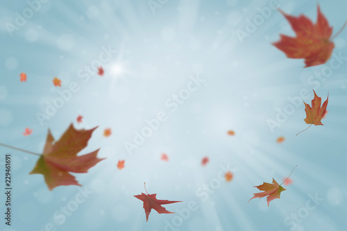 BEAUTIFUL AUTUMN MAPLE LEAVES FALLING WITH NICE BOKEH OF SUNLIGHT AND BLUE SKY. COPY SPACE