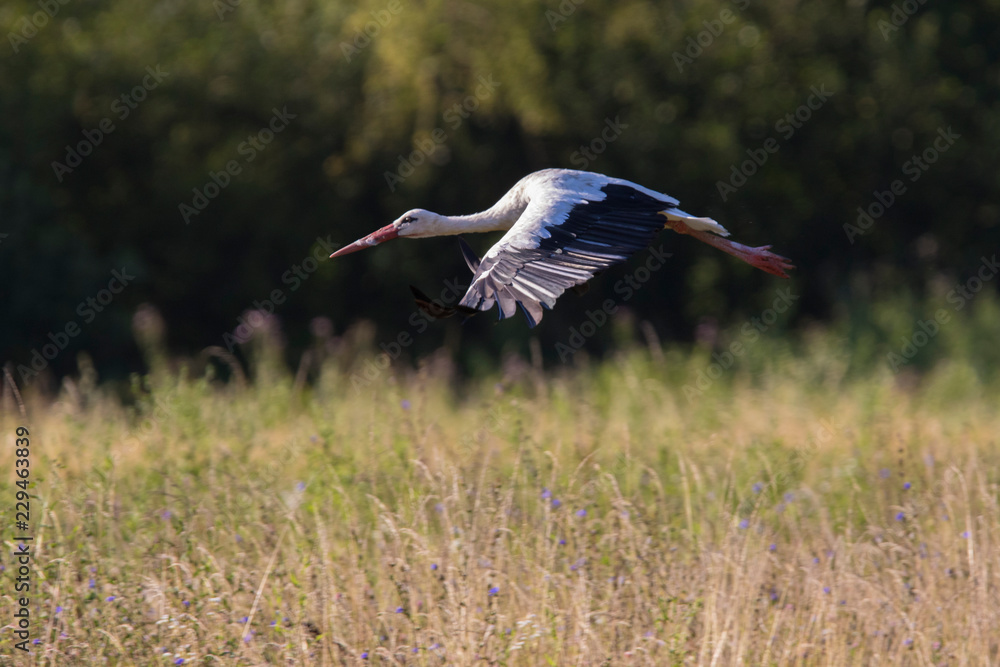 Obraz premium white stork in summer