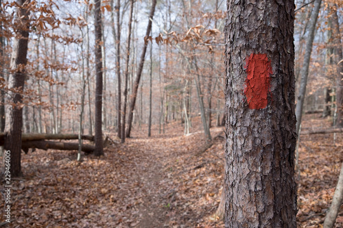 RED PAINT TRAIL MARKING ON A TREE  / DIRECTION FOR HIKERS AND TREKKERS / PRINCE WILLIAM FOREST PARK VIRGINIA USA