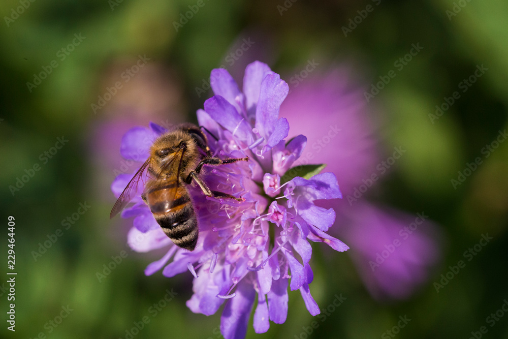 Honey bee in Pincushion flower - Scabiosa triandra Honey bee in Pincushion flower - Scabiosa triandra