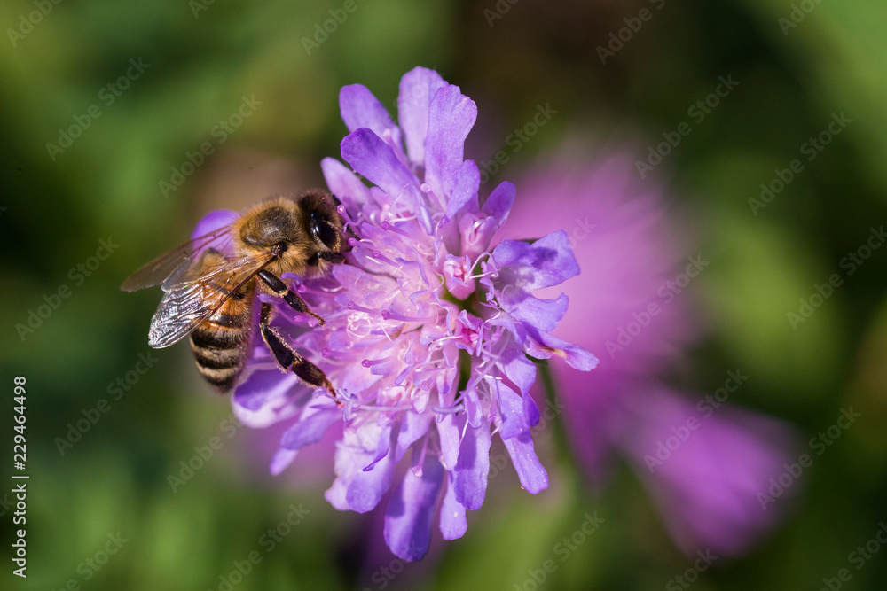 Honey bee in Pincushion flower - Scabiosa triandra Honey bee in Pincushion flower - Scabiosa triandra