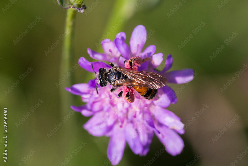 Honey bee in Pincushion flower - Scabiosa triandra Honey bee in Pincushion flower - Scabiosa triandra