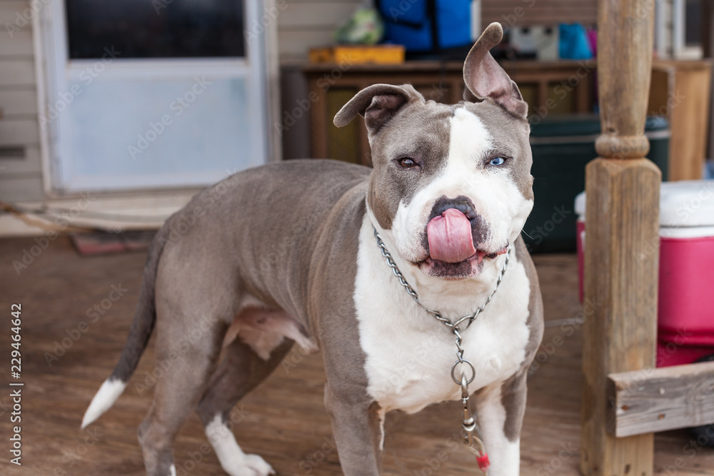 Pit bull gray and white multi color eyes on country porch licking lips